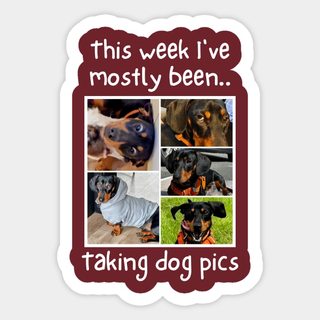 This week i've mostly been.. Taking Dog Pics Sticker by The Rocky Plot 